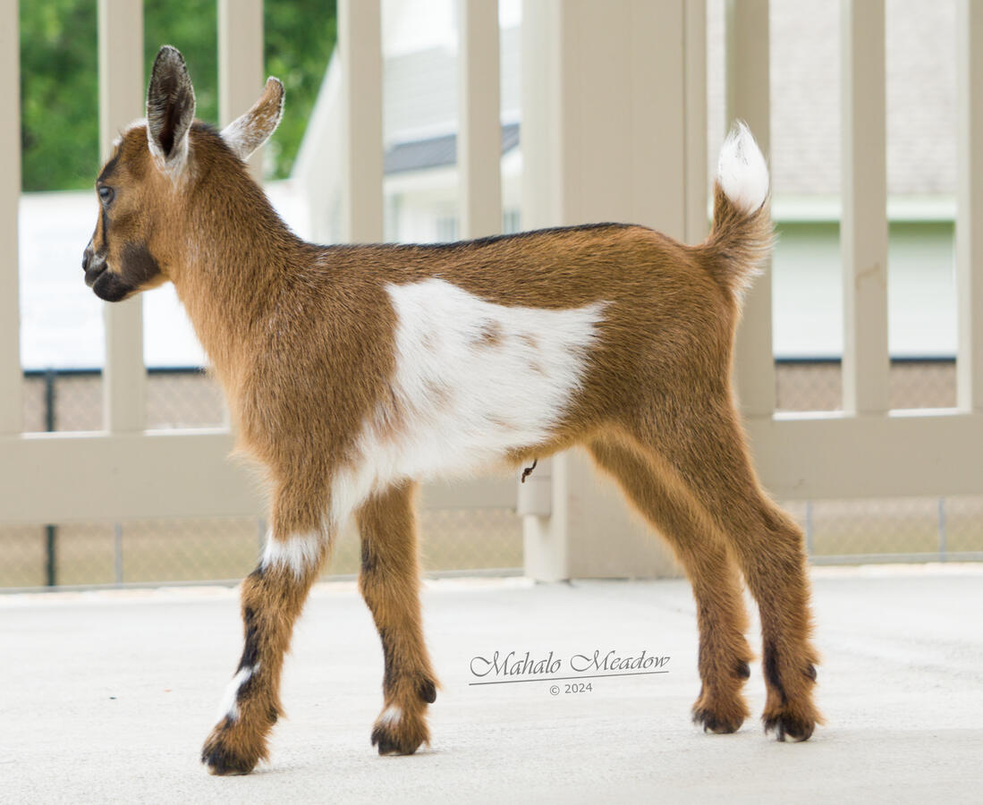 Sabine Wren Left Side