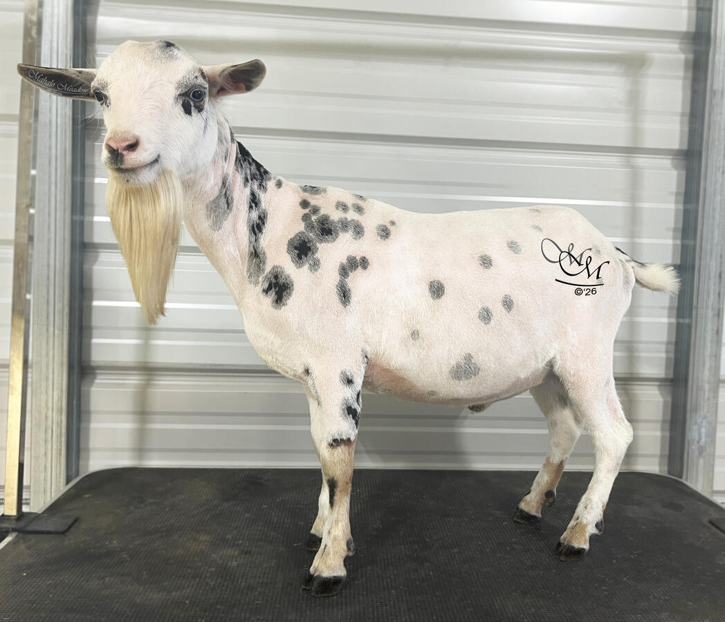Rex Yearling, May 2026