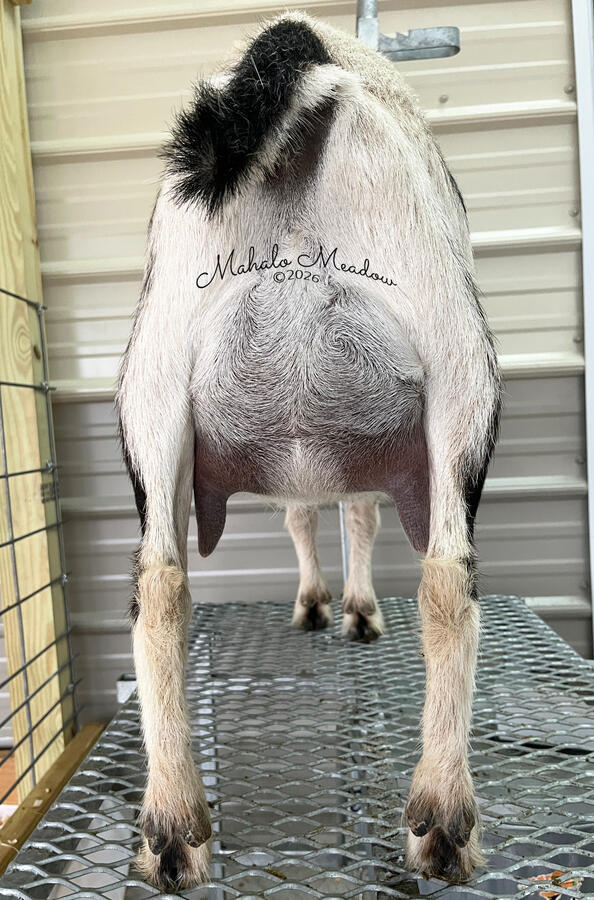 Dam's 2F Udder