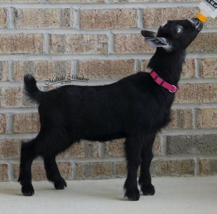 Daughter: Steela Gerrera