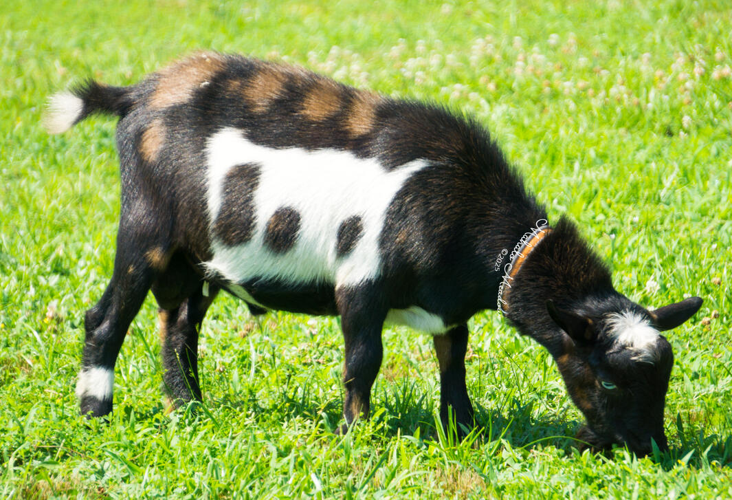 Ace Right Side Grazing June 2025 Ace Right Side Grazing June 2025