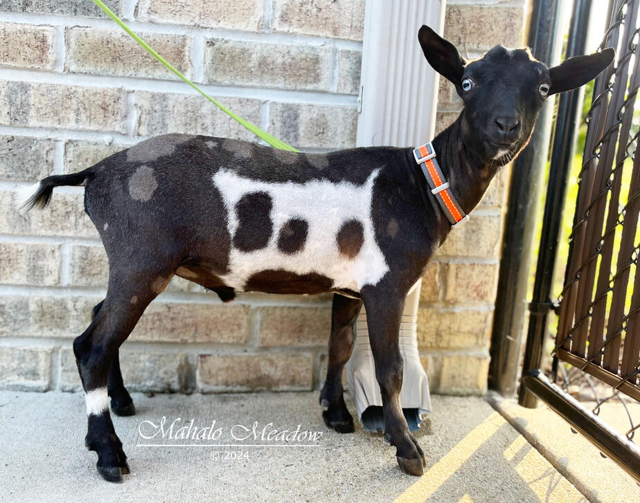 Ace of Hearts Right Side Ace of Hearts Right Side