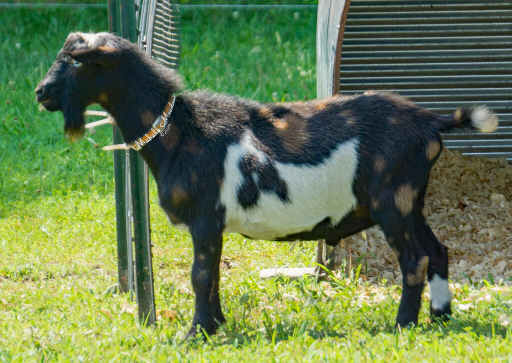 Ace Left Side June 2025