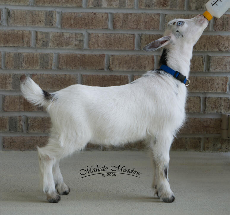 Son: Captain Rex Son: Captain Rex