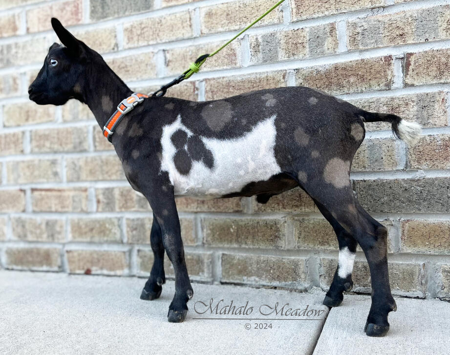 Ace of Hearts Left Side