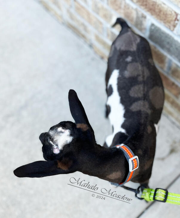 Ace of Hearts Top View