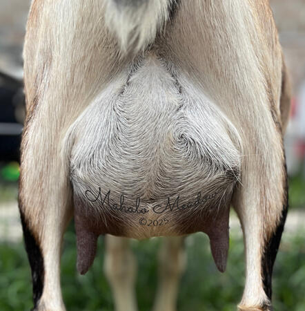 Dam's First Lactation Udder 2025 Dam's First Lactation Udder 2025