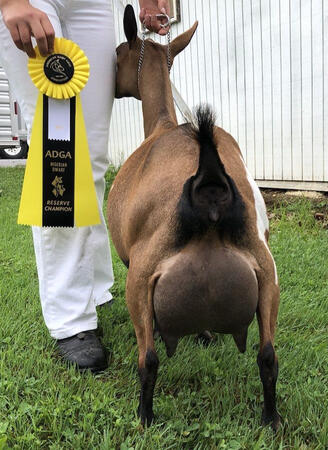 Sire's Dam Sire's Dam