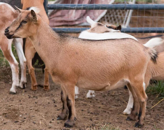 Dam: Young Leo Noel Dam: Young Leo Noel