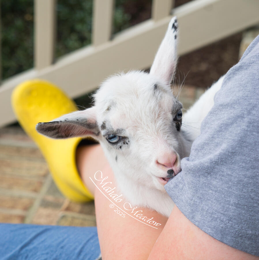 Rex Baby Face Rex Baby Face