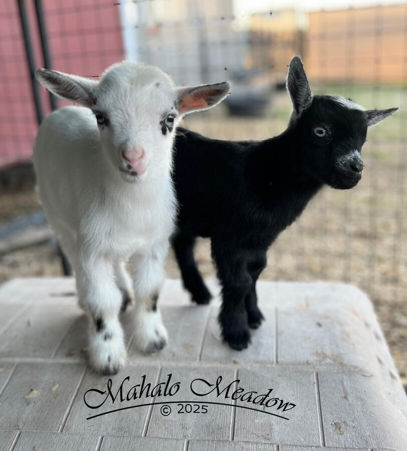 Rex & Twin Steela Rex & Twin Steela