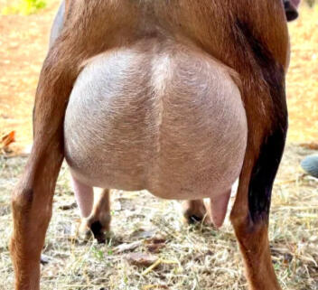 Dam's Udder Dam's Udder