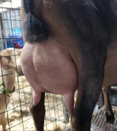 Dam's Udder Dam's Udder