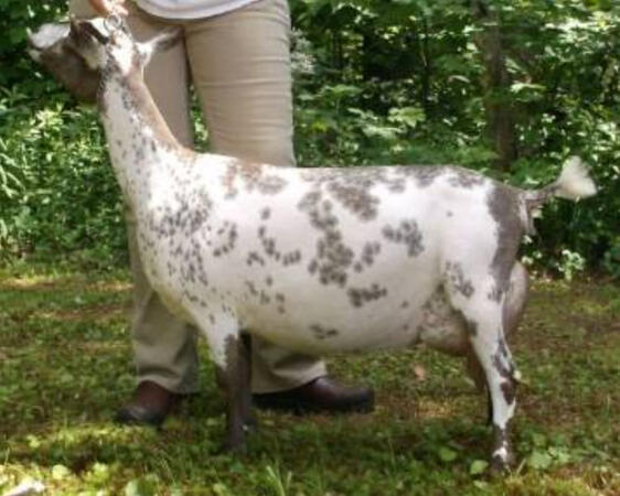 Dam's Sire's Dam Dam's Sire's Dam