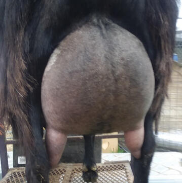 Dam's Dam's Udder