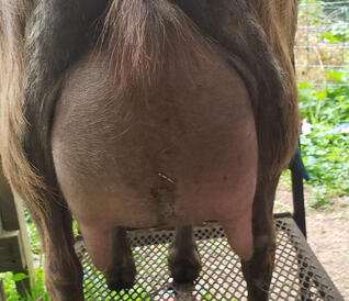 Sire's Dam's Udder