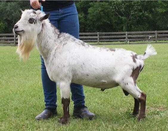Dam's Sire
