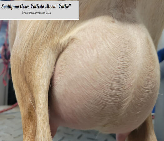 Dam's Dam's Udder