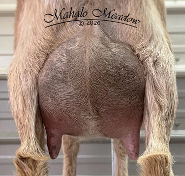 Dam: 2F Udder