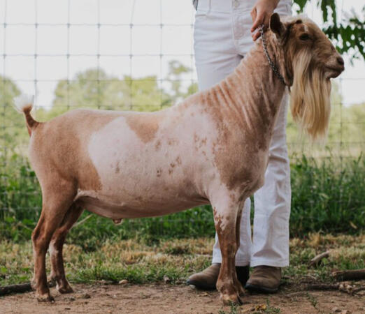 Sire: Courageous