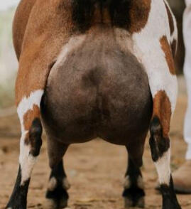 Sire's Littermate's Udder