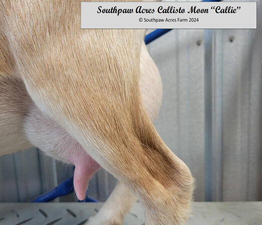 Dam's Dam's Udder