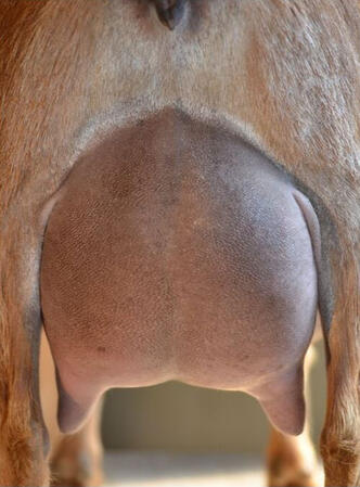 SSD: Udder Rear