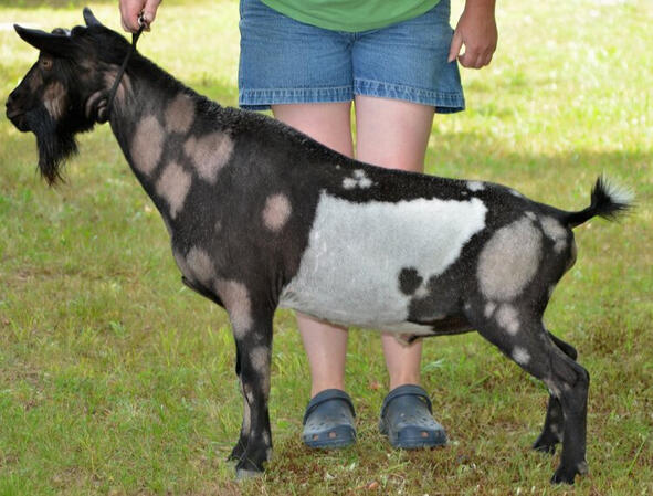 SSS: Old Mountain Farm Darius Quinn *B