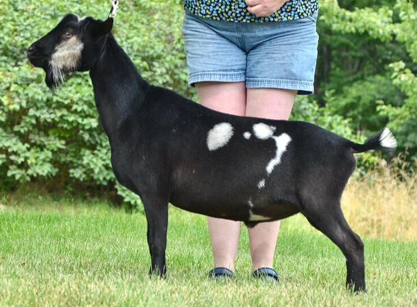 SS: Old Mountain Farm Grey Cheek *B