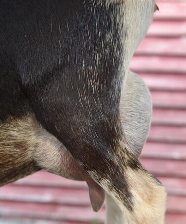 Sire's Dam's Side Udder