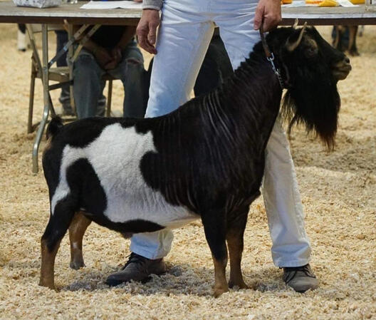 Sire: Old Mountain Farm Shrove 2ZDay