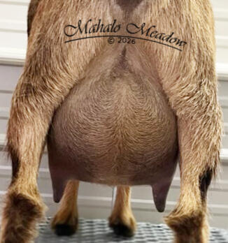 Dam's FF Udder Dam's FF Udder