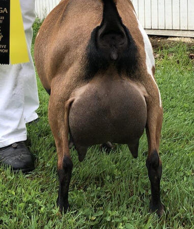 Sire's Dam's Udder Sire's Dam's Udder