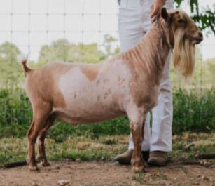 SIRE: Young Courageous