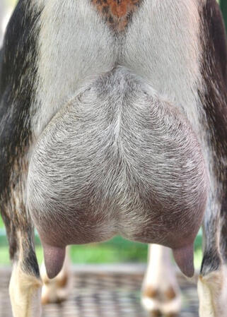 Sire's Dam's Udder