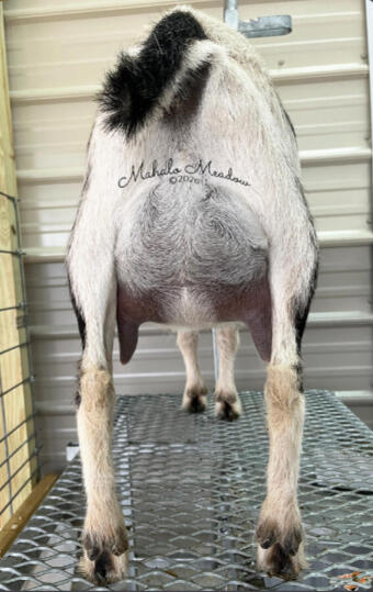 Dam 2F Udder
