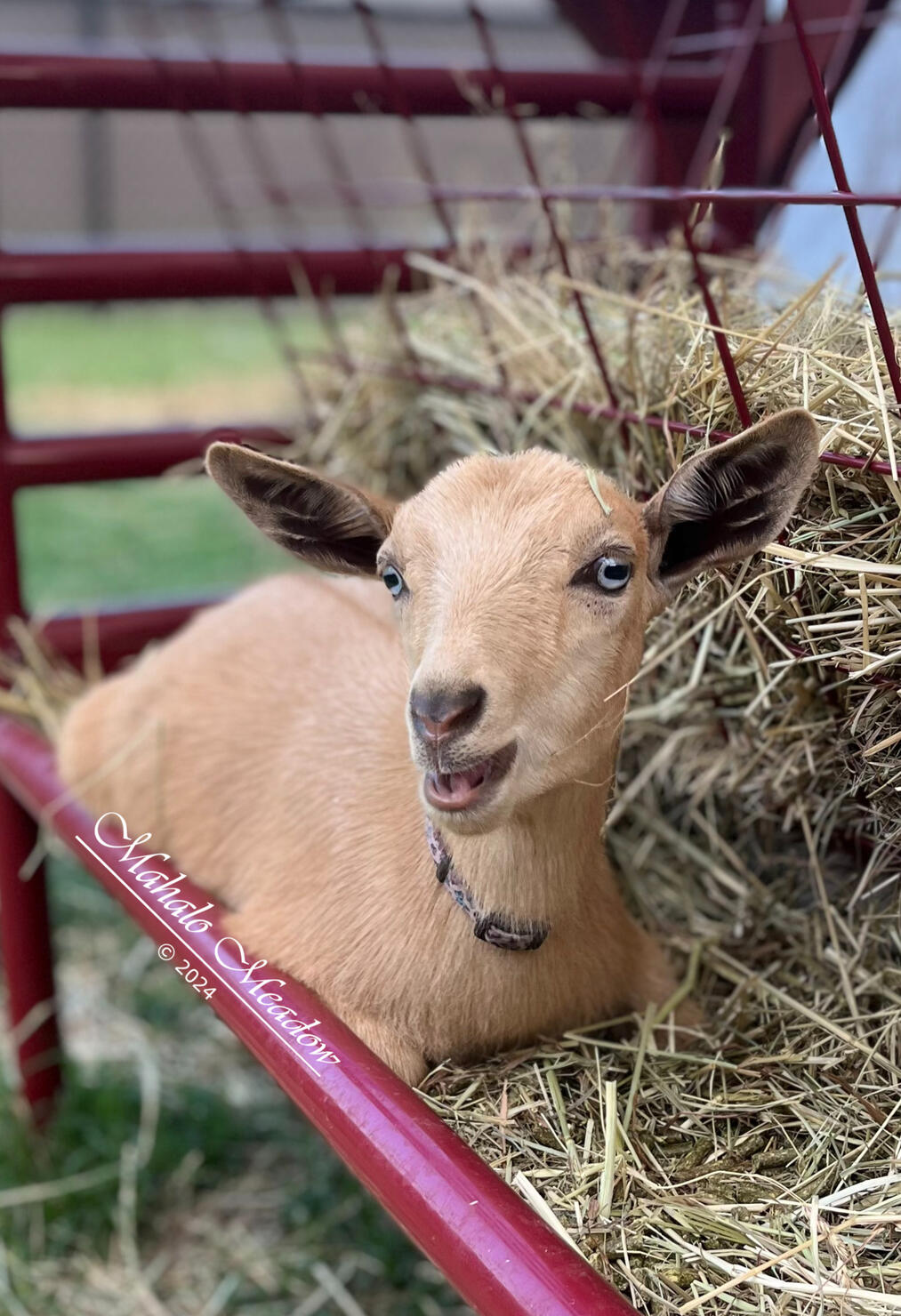 Nigerian Dwarf Doe, Cressie, Forest Dwarf