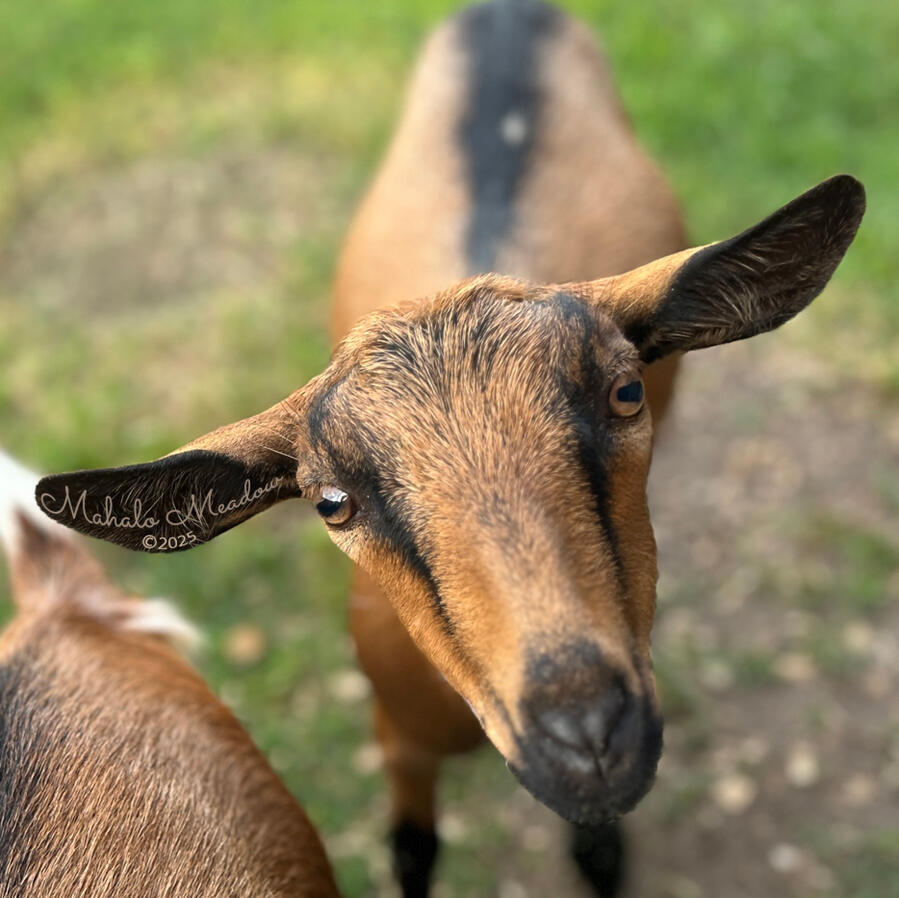 SABINE WREN, Nigerian Dwarf Doe, Dairy Goat.