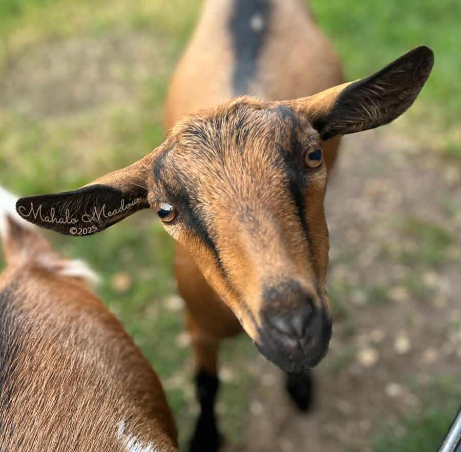SABINE WREN, Nigerian Dwarf Doe, Dairy Goat.