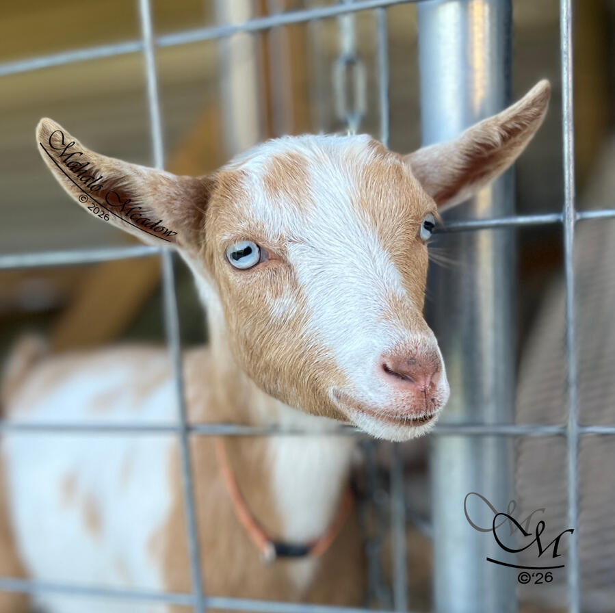 SABINE WREN, Nigerian Dwarf Doe, Dairy Goat.