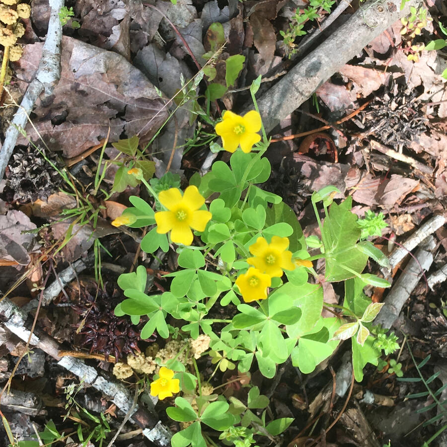 SABINE WREN, Nigerian Dwarf Doe, Dairy Goat.