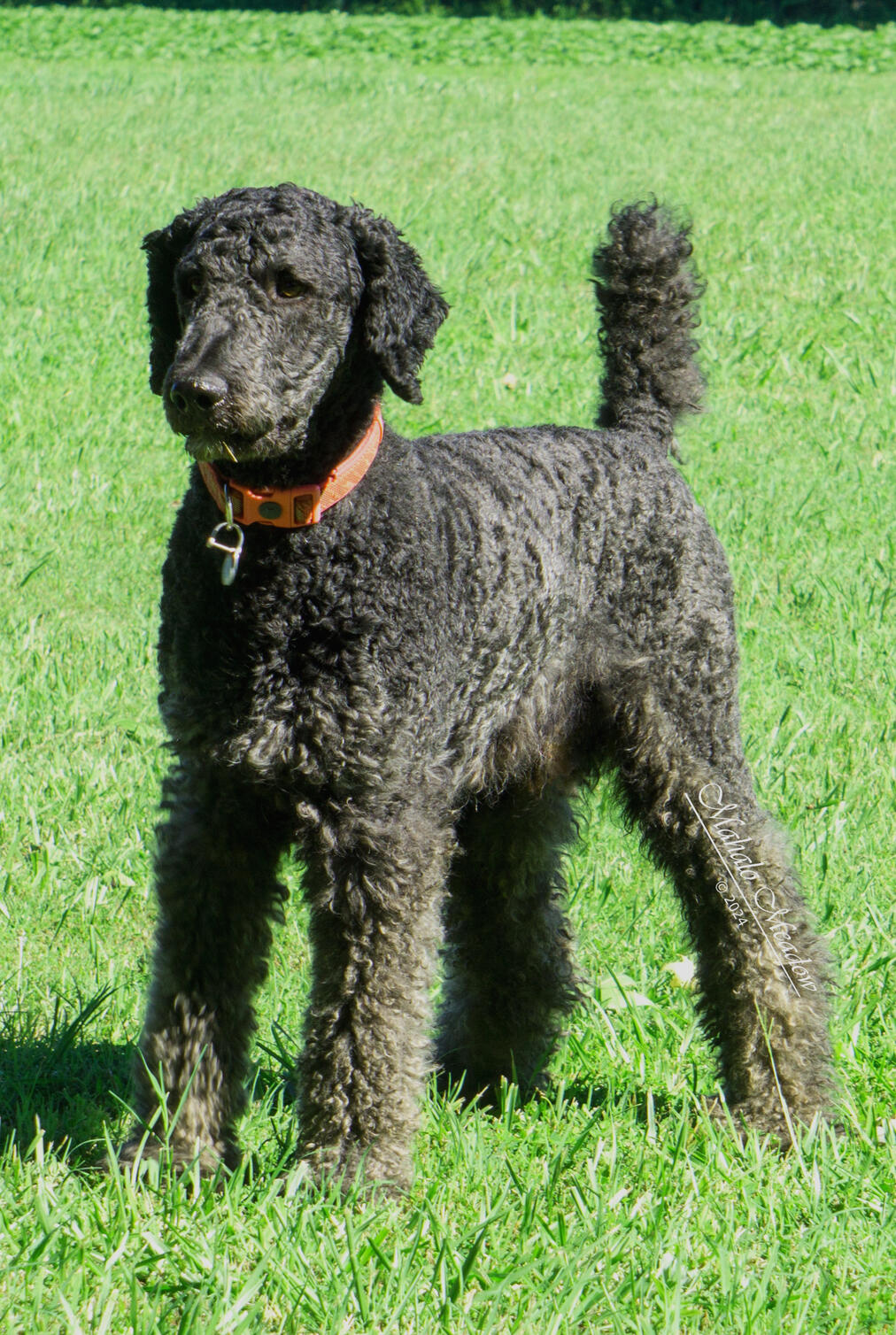 Nigerian Dwarf Doe, Cressie, Forest Dwarf