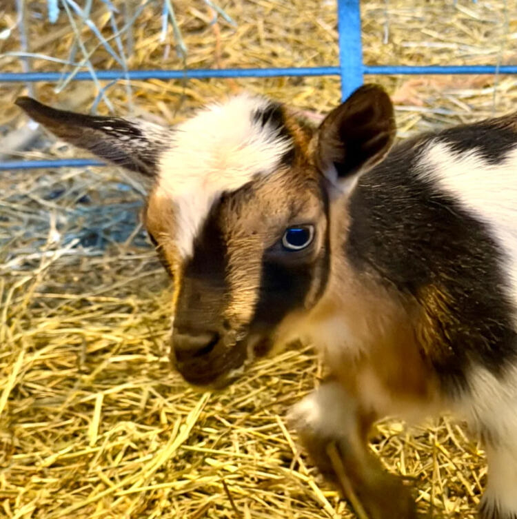 SABINE WREN, Nigerian Dwarf Doe, Dairy Goat.