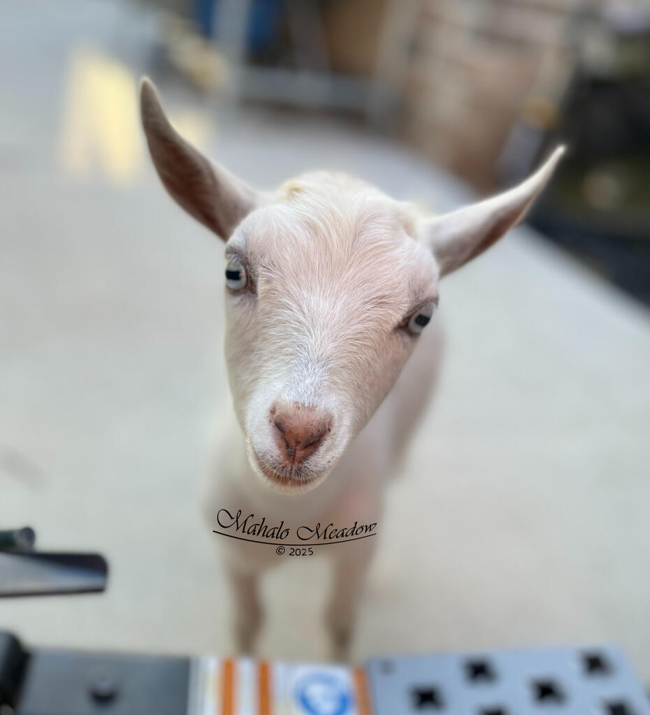 Nigerian Dwarf Doe, Cressie, Forest Dwarf