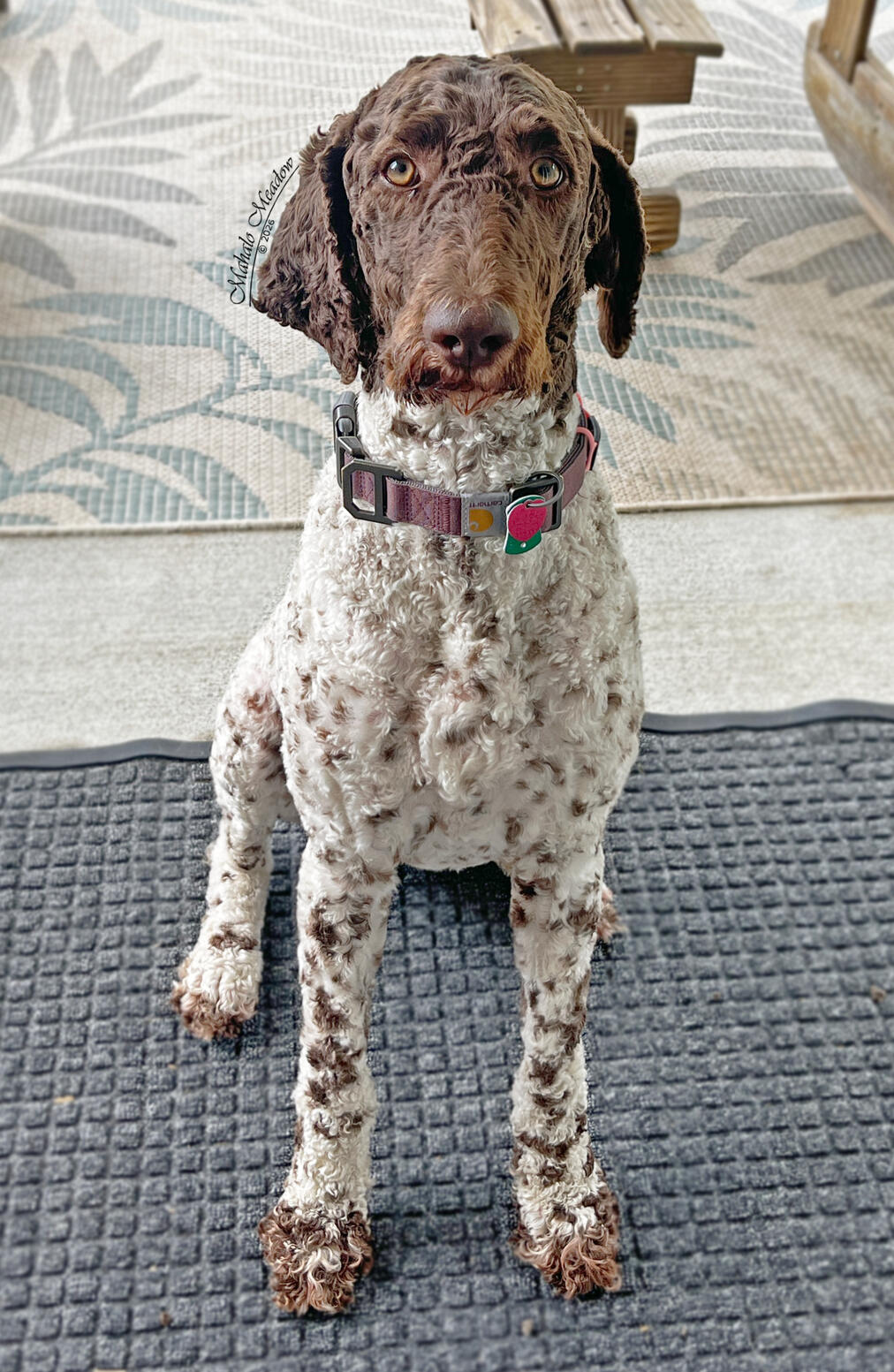 Nigerian Dwarf Doe, Cressie, Forest Dwarf