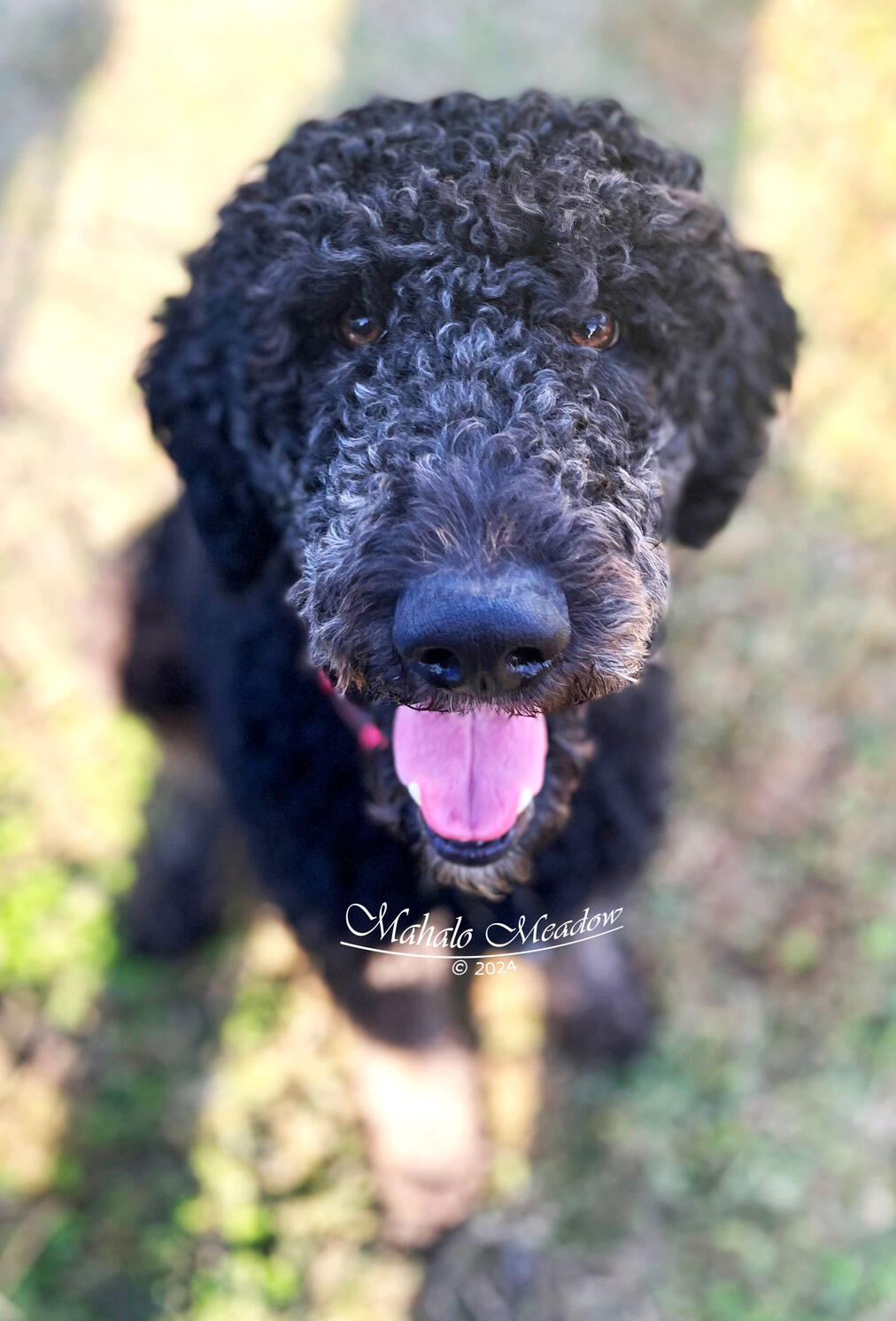 Nigerian Dwarf Doe, Cressie, Forest Dwarf