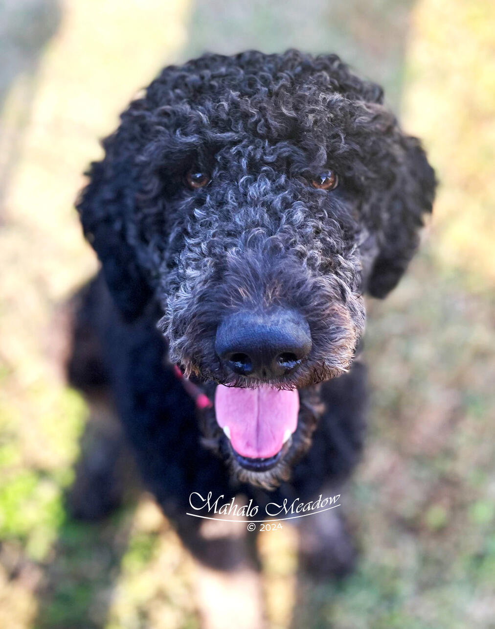 Nigerian Dwarf Doe, Cressie, Forest Dwarf