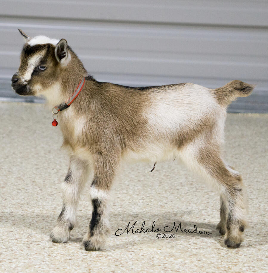 Red Collar Red Collar