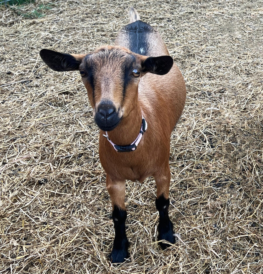 CRESSIDA, Nigerian Dwarf Doe, Dairy Goat.