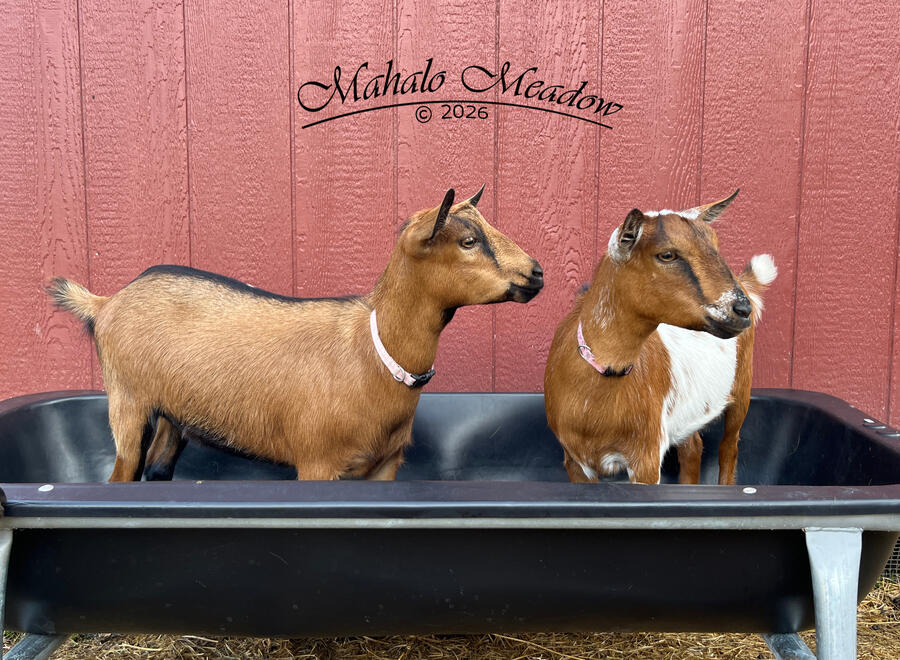 CRESSIDA, Nigerian Dwarf Doe, Dairy Goat.